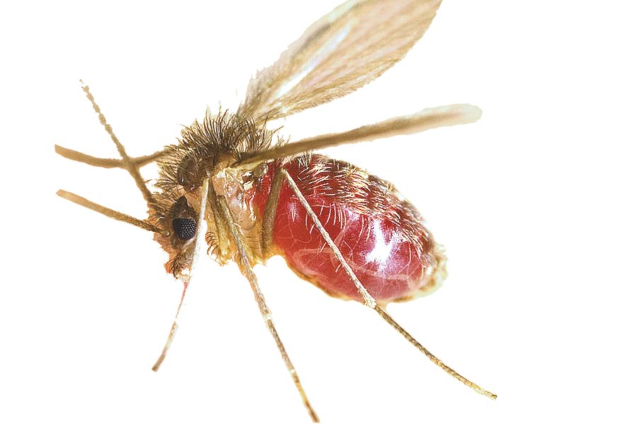 vetoquinol-mosquito-leishmaniose-foto-divulgacao-scaled